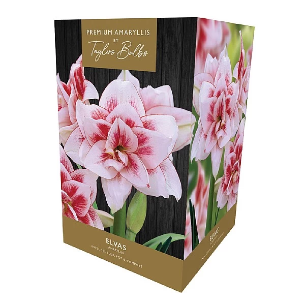 Amaryllis Elvas Indoor Growing Kit 1 Amaryllis Elvas Indoor Growing Kit