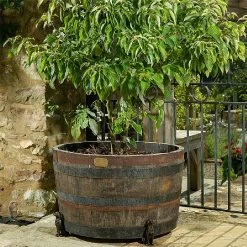 Jardinopia Plant Pot Feet Bronze Labrador - Set Of 3 5 Jardinopia Plant Pot Feet Bronze Labrador - Set Of 3 -Garden Sphere Deals Store 1177293 3