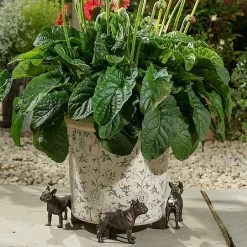 Jardinopia Plant Pot Feet Bronze French Bulldog -Garden Sphere Deals Store 1177301 3