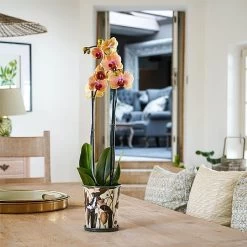 Kew Botanical Retreat Planter With Saucer 16cm -Garden Sphere Deals Store 1227745 4