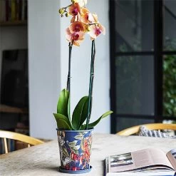 Kew Temperate House Planter With Saucer 14cm 9 Kew Temperate House Planter With Saucer 14cm -Garden Sphere Deals Store 1227771 5