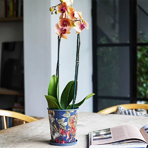 Kew Temperate House Planter With Saucer 14cm 5 Kew Temperate House Planter With Saucer 14cm - Image 5