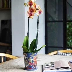 Kew Temperate House Planter With Saucer 16cm -Garden Sphere Deals Store 1227772 5