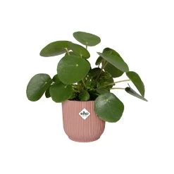 Elho Vibes Fold Round Planter 22cm Delicate Pink -Garden Sphere Deals Store 1230824 4