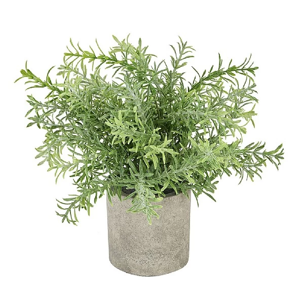 Rosemary Plant Stone Pot 1 Rosemary Plant Stone Pot