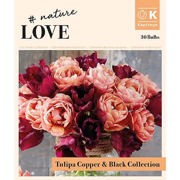 Bouquet Copper & Black Tulipa (30 Bulbs) 2 Bouquet Copper & Black Tulipa (30 Bulbs) - Image 2
