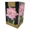 Amaryllis 'Dancing Queen' (1 Bulb)