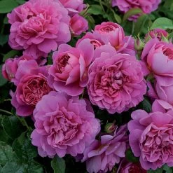 Princess Anne Shrub Rose 6L