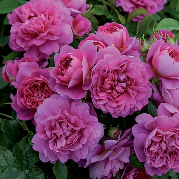 Princess Anne Shrub Rose 6L 1 Princess Anne Shrub Rose 6L