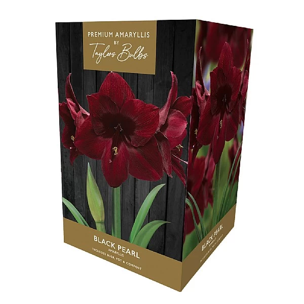 Amaryllis Black Pearl Gift Pack 1 Amaryllis Black Pearl Gift Pack