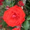 Trumpeter Floribunda Rose - 3 Ltr Pot