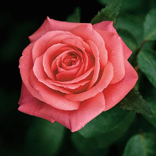 Showtime Floribunda Rose - 3 Ltr Pot 1 Showtime Floribunda Rose - 3 Ltr Pot