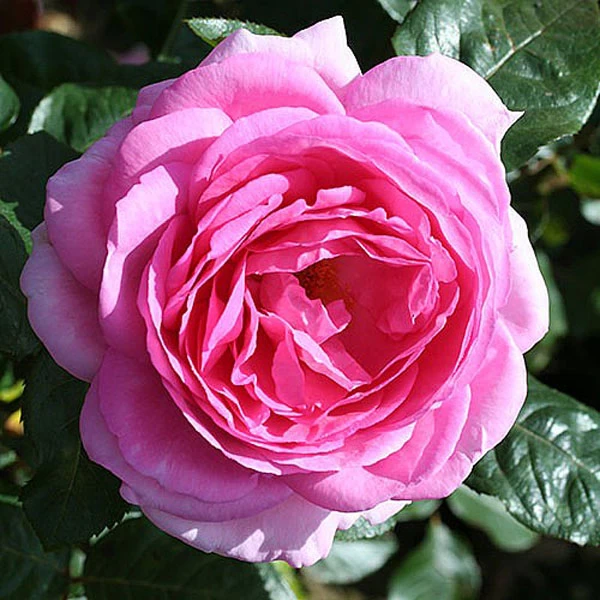 Mum In A Million Floribunda Rose - 3 Ltr Pot 1 Mum In A Million Floribunda Rose - 3 Ltr Pot
