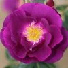 Rhapsody In Blue Floribunda Rose 3L