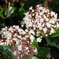 Viburnum Tinus 'Lisarose'