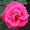 Timeless Charisma Hybrid Tea Rose 3L
