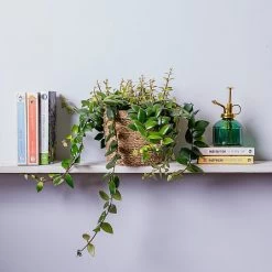 Aeschynanthus Japhrolepis (Lipstick Plant) Hanging
