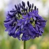 Agapanthus 'Dark Silk'