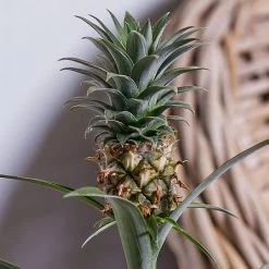 Ananas Mi Amigo (Pineapple Plant) -Garden Sphere Deals Store ANANAS 2