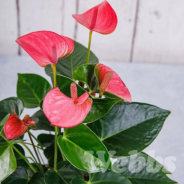 Anthurium Pink (Flamingo Flower) 2 Anthurium Pink (Flamingo Flower) - Image 2