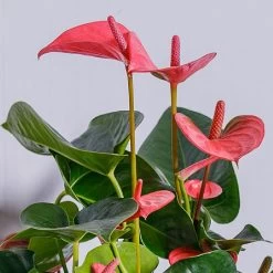 Anthurium Pink (Flamingo Flower) 5 Anthurium Pink (Flamingo Flower) -Garden Sphere Deals Store ANTPINKCHA 2