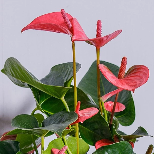 Anthurium Pink (Flamingo Flower) 3 Anthurium Pink (Flamingo Flower) - Image 3
