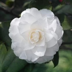 Camelia Japonica 'White'