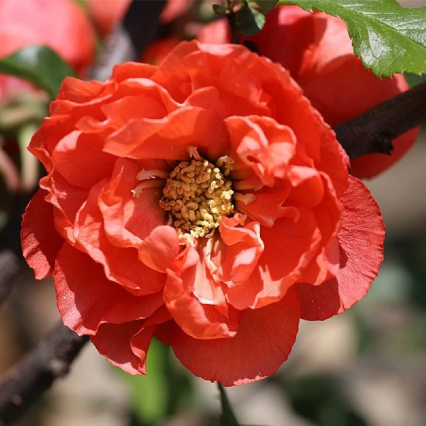 Chaenomeles Speciosa Mango Storm 1 Chaenomeles Speciosa Mango Storm