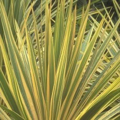 Cordyline Australis 'Torbay Dazzler'
