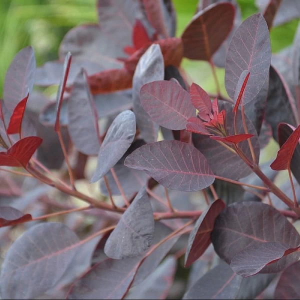 Cotinus 'Royal Purple' 1 Cotinus 'Royal Purple'