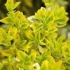 Euonymus Fortunei 'Emerald N Gold'