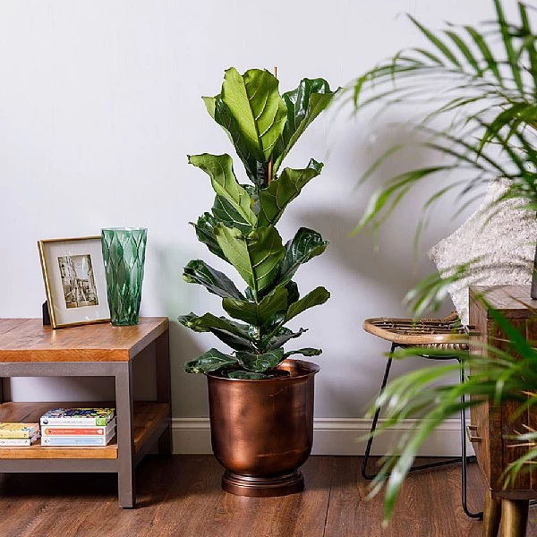 Fiddle-Leaf Fig (Ficus Lyrata) 1 Fiddle-Leaf Fig (Ficus Lyrata)