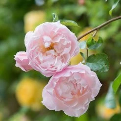 The Generous Gardener English Climbing Rose