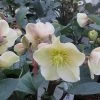 Helleborus X Ballardiae 'Cinnamon Snow'