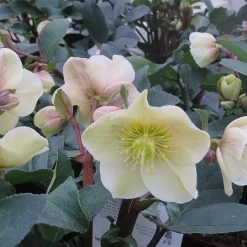Helleborus X Ballardiae 'Cinnamon Snow'
