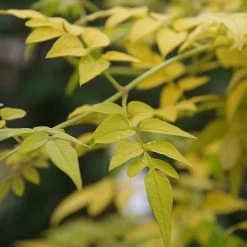 Jasminum Officinale 'Fiona Sunrise'
