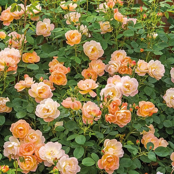 The Lark Ascending English Shrub Rose 2 The Lark Ascending English Shrub Rose - Image 2