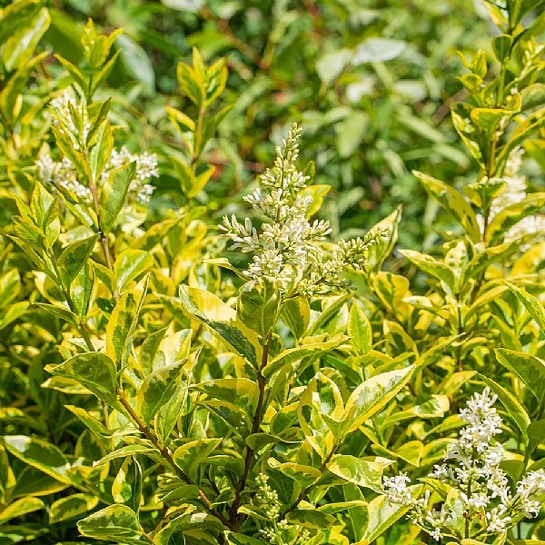 Ligustrum Ovalifolium 'Aureum' 1 Ligustrum Ovalifolium 'Aureum'