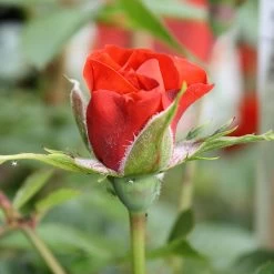 Little Bronze Rose -Garden Sphere Deals Store LITTLEBR 2