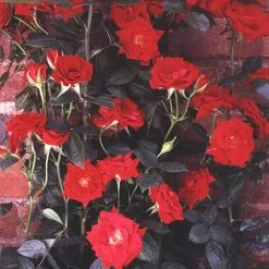 Loveknot Climbing Rose