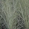 Miscanthus Sinensis 'Morning Light'