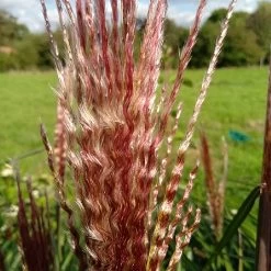 Miscanthus 'Red Zenith' -Garden Sphere Deals Store MISREZE 2