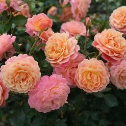 'Peach Melba' Bush Rose
