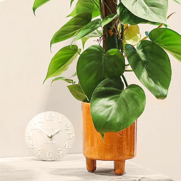 Philodendron Scandens 3 Philodendron Scandens - Image 3