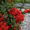 Pyracantha Coccinea 'Red Star'