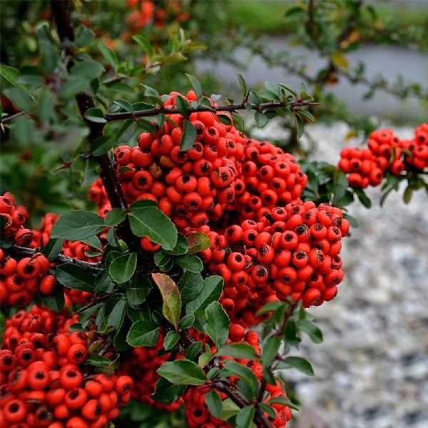 Pyracantha Coccinea 'Red Star' 1 Pyracantha Coccinea 'Red Star'