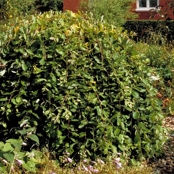 Salix Caprea 'Kilmarnock' 1 Salix Caprea 'Kilmarnock'