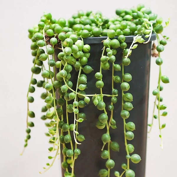 String Of Pearls (Senecio Rowleyanus) - Various Sizes 2 String Of Pearls (Senecio Rowleyanus) - Various Sizes - Image 2
