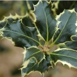 Ilex Aquifolium 'Argentea Marginata'