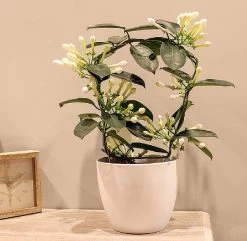 Stephanotis 4-6 Flowers